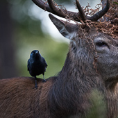 galleria/thumbs/Deer_ic_15.jpg