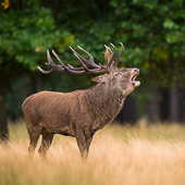 galleria/thumbs/Deer_ic_16.jpg
