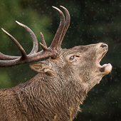galleria/thumbs/Deer_ic_17.jpg