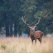 galleria/thumbs/Deer_ic_18.jpg