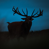 galleria/thumbs/Deer_ic_19.jpg