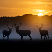 galleria/thumbs/Deer_ic_2.jpg