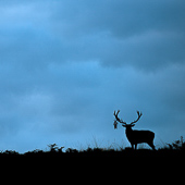 galleria/thumbs/Deer_ic_20.jpg