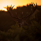 galleria/thumbs/Deer_ic_3.jpg