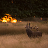 galleria/thumbs/Deer_ic_4.jpg