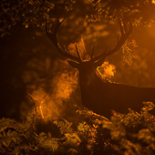 galleria/thumbs/Deer_ic_5.jpg