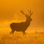 galleria/thumbs/Deer_ic_6.jpg