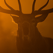 galleria/thumbs/Deer_ic_7.jpg