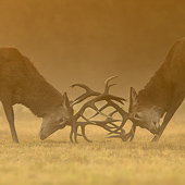 galleria/thumbs/Deer_ic_8.jpg