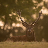 galleria/thumbs/Deer_ic_9.jpg