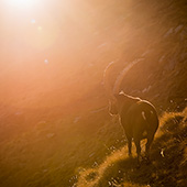 galleria/thumbs/Ibex_ic_10.jpg
