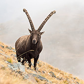 galleria/thumbs/Ibex_ic_11.jpg