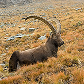 galleria/thumbs/Ibex_ic_12.jpg