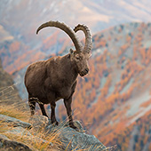 galleria/thumbs/Ibex_ic_13.jpg