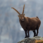 galleria/thumbs/Ibex_ic_14.jpg