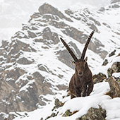 galleria/thumbs/Ibex_ic_16.jpg
