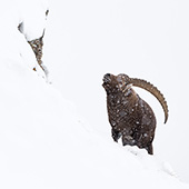 galleria/thumbs/Ibex_ic_17.jpg