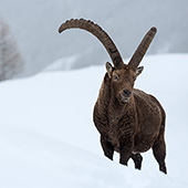 galleria/thumbs/Ibex_ic_19.jpg