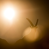 galleria/thumbs/Ibex_ic_2.jpg
