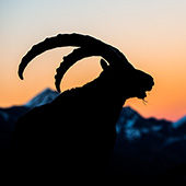 galleria/thumbs/Ibex_ic_20.jpg