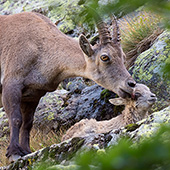 galleria/thumbs/Ibex_ic_3.jpg