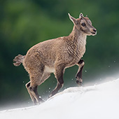 galleria/thumbs/Ibex_ic_4.jpg
