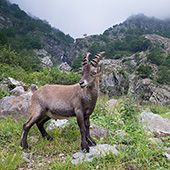 galleria/thumbs/Ibex_ic_5.jpg