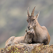galleria/thumbs/Ibex_ic_6.jpg