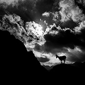 galleria/thumbs/Ibex_ic_7.jpg