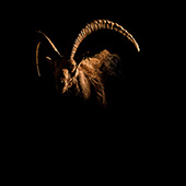 galleria/thumbs/Ibex_ic_8.jpg