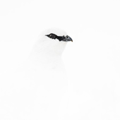 galleria/thumbs/Winter_ic_18.jpg