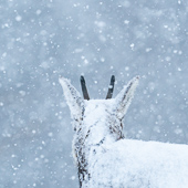 galleria/thumbs/Winter_ic_5.jpg