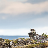 galleria/thumbs/iceland_18_ic.jpg